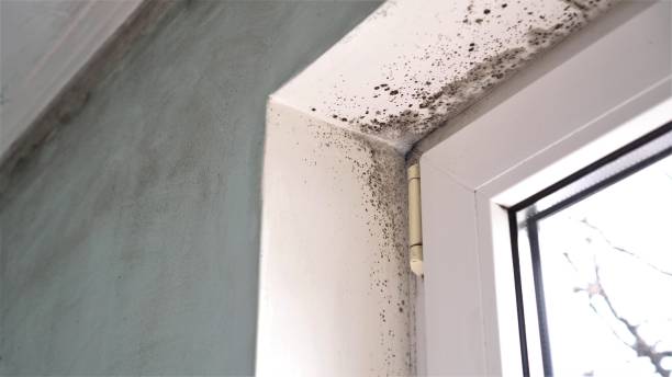 Best Mold Removal Near Me  in Johnston, IA