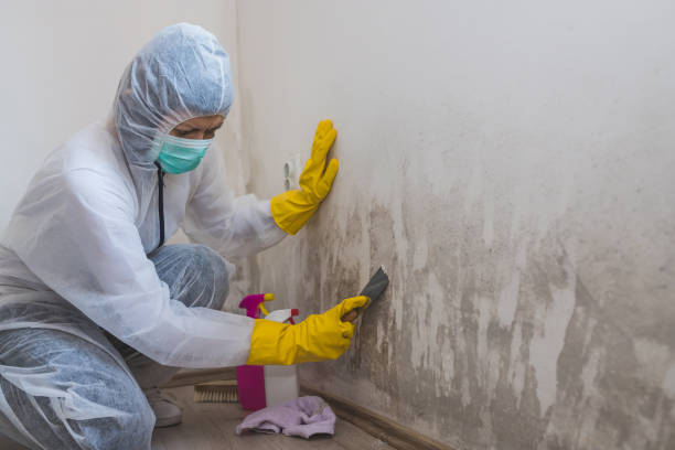 Best Mold Cleaning Services  in Johnston, IA