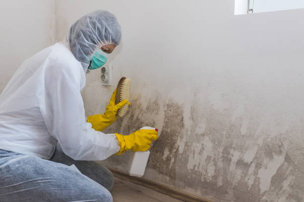 Best Black Mold Removal  in Johnston, IA