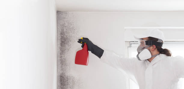 Best Office Mold Removal Services  in Johnston, IA