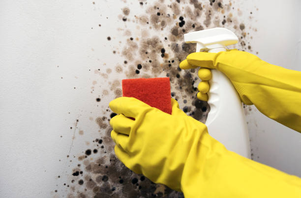 Best Mold Remediation  in Johnston, IA