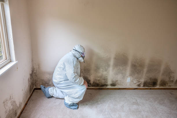 Best Professional Mold Removal  in Johnston, IA