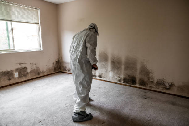 Trusted Johnston, IA Mold Removal Experts